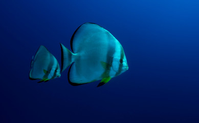 Spadefish of the Red Sea