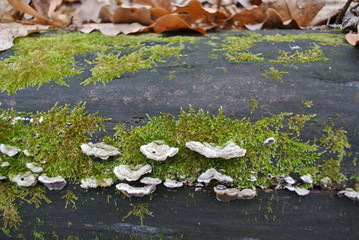 Green moss, lichens and mushrooms on a fallen old black tree in the forest