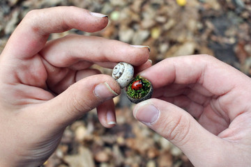 Small shell, moss, ladybug in the hands of children