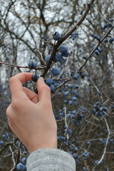Harvesting the blackthorn, picking frozen berries from the bush with a hand