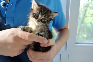 A dark gray little sad kitten with blue eyes sits on the guy's hands