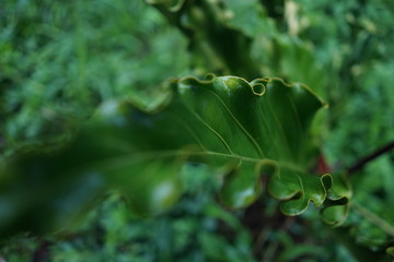 green leaf with water drops