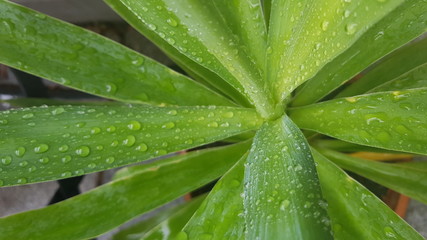 wet palm leafs