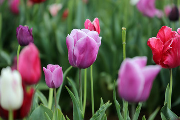 Beautiful pink tulips a field.