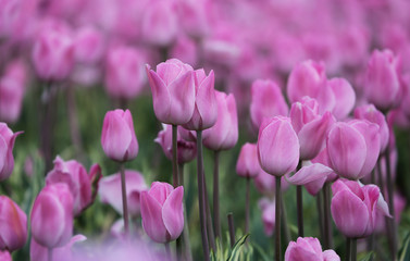 Lovely field of pink tulips in close-up.