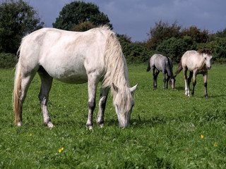 Naklejka na ściany i meble Three gracious white horses grazing green grass in a field, selective focus.
