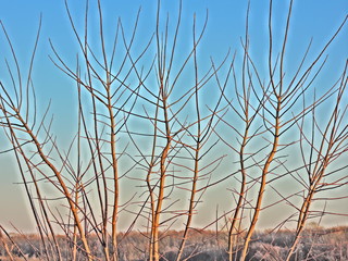 Branches of tree and blue sky in november