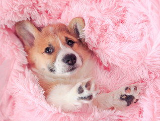 cute little puppy of ginger dog Corgi lies in pink a fluffy blanket with its muzzle and paws out