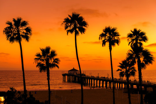 The Palm Trees And Manhattan Beach Pier At Orange Sunset, California	