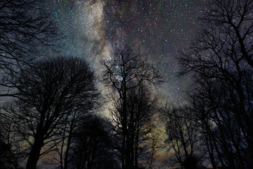 Starry Skies and Tree Silhouettes