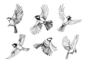 Set of flying birds. Titmouse sketch. Outrline with transparent background. Hand drawn illustration converted to vector © aksol
