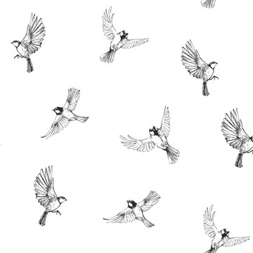Seamless pattern with flying birds. Titmouse sketch. Outrline with transparent background. Hand drawn illustration converted to vector