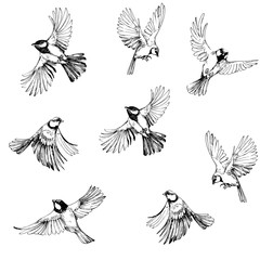 Cotton fabric Seamless pattern with flying birds. Titmouse sketch. Outrline with transparent background. Hand drawn illustration converted to vector