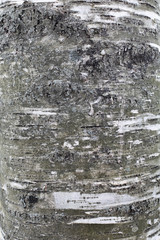 Texture of birch bark. The surface of the trunk of an old natural birch tree. Textured surface...