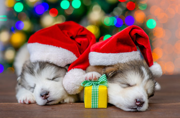 Fototapeta na wymiar Two Alaskan malamute puppies wearing a red santa hats sleep with gift box with Christmas tree on background