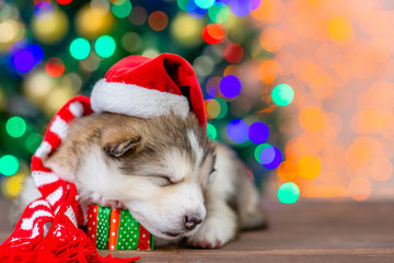 Fototapeta na wymiar Alaskan malamute puppy wearing a red warm scarf and santa hat sleeps with gift box with Christmas tree on background