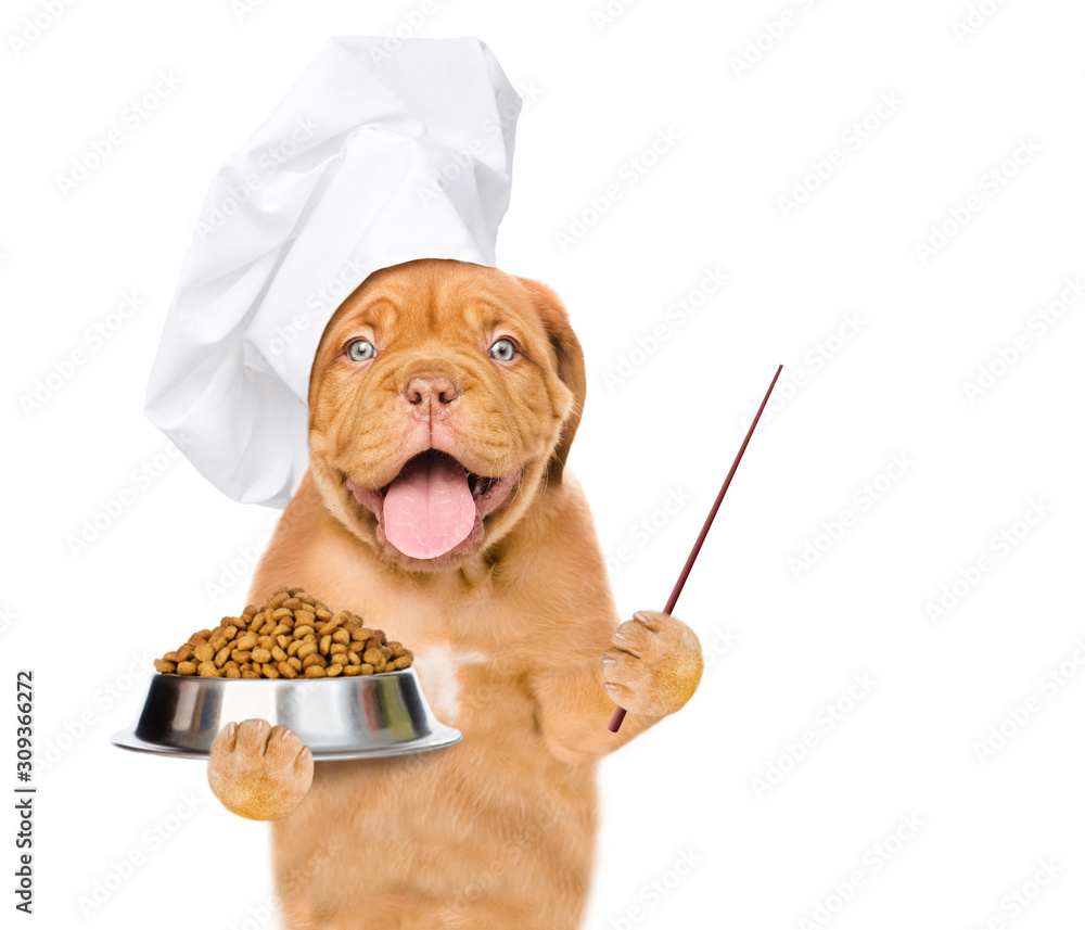 Poster funny puppy wearing a chef's hat holds bowl of dry dog food and points away on empty space. isolated