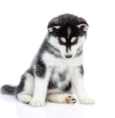 Fototapeta premium Guilty puppy looking down. isolated on white background