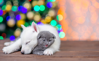 Fototapeta na wymiar Sleepy white husky puppy hugs gray kitten on a background of the Christmas tree. Empty space for text