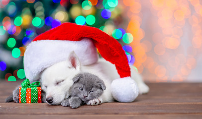 Fototapeta na wymiar White siberian husky wearing a red santa hat sleeps and hugs baby kitten with gift box on a background of the Christmas tree. Empty space for text