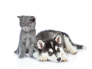 Obraz premium Portrait of a Siberian Husky puppy and british kitten. isolated on white background