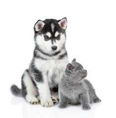 Fototapeta premium Siberian Husky puppy and british kitten sit together. isolated on white background