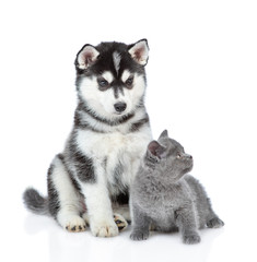 Siberian Husky puppy and british kitten sit together. isolated on white background