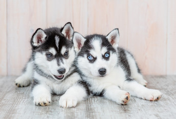 Siberian husky puppies lie on the floor at home and look at camera together