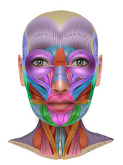 Muscles of the face, colorful anatomy info poster - obrazy, fototapety, plakaty
