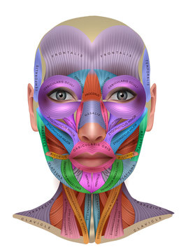 Muscles of the face, colorful anatomy info poster