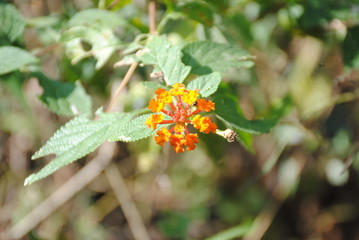 flower in the garden