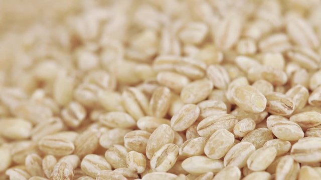 Pearl barley with pests