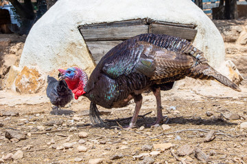 free natural turkey © Chemari