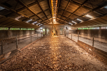 Walking stable