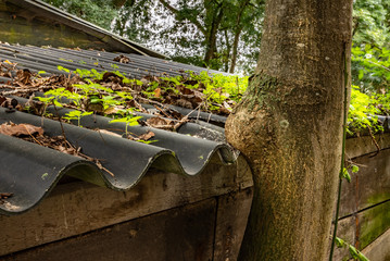 Tree grows in roof