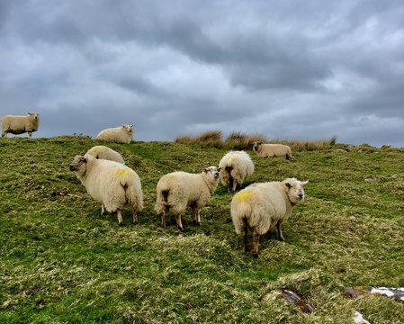 Irish sheep under cloudy sky