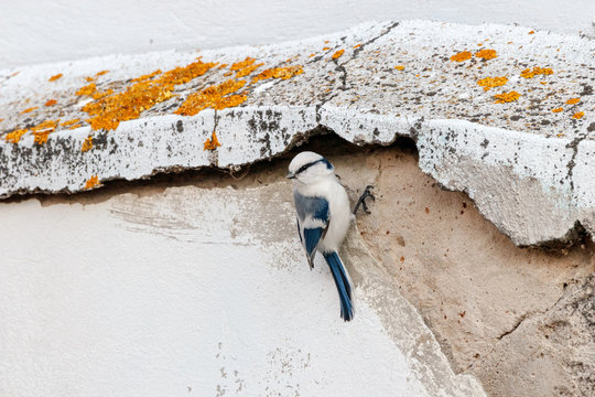 Azure tit cyanistes cyanus perched on old concrete wall. Cute rare white little songbird. Bird in wildlife.