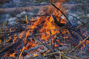 bonfire in the winter forest