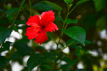 Beautiful nature in China Hainan