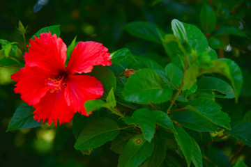 Beautiful nature in China Hainan