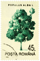 White poplar tree on postage stamp