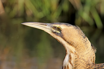 Unusual portrait of a Eurasian Great Bittern in a natural habitat