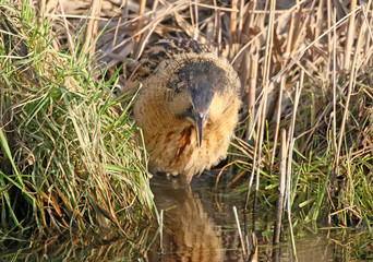 Great bittern hunt in a water.