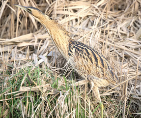 Great bittern walking trough reed