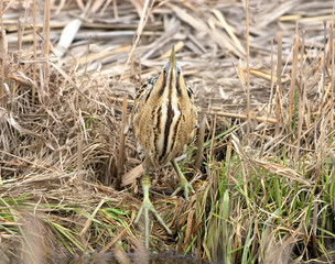 Great bittern in funny pose.