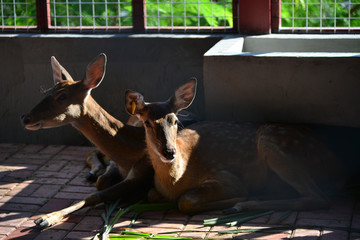 A real deer in a Park of China