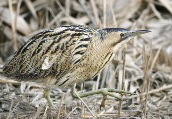 Extra Close up portrait of great bittern in winter day light.