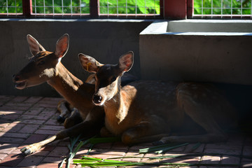 A real deer in a Park of China