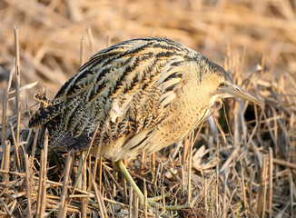 Great bittern close up portrait in soft evening light.