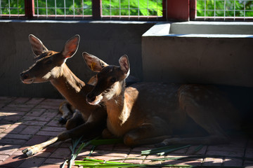 A real deer in a Park of China